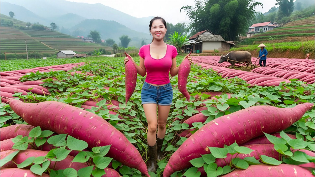 Harvesting Giant Red Sweet Potato & Go to Market Sell | Instructions how to make sweet potato cake