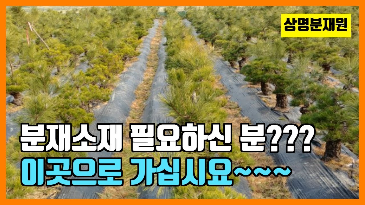 우리나라에 이런 분재소재 농장이 있습니다. 분재소재 전문 농장-상명분재원 / 경북 칠곡 010-3822-4335