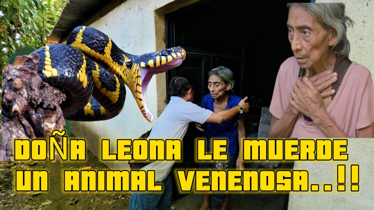 EMERGENCIA.! NOS SORPRENDIMOS LE PICA UN ANIMAL VENEN0SA A DOÑA LEONA 🚨