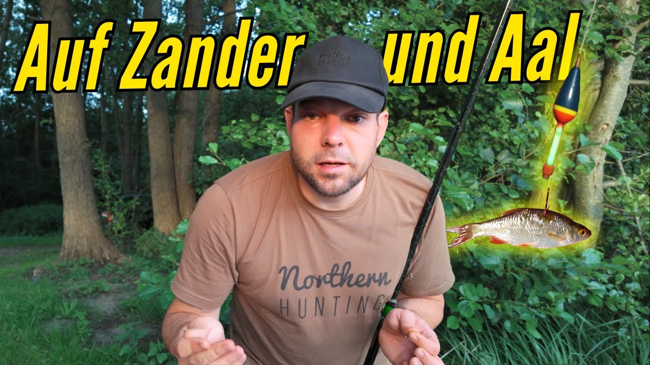 Angeln auf Aal und Zander am See mit Köderfisch im Sommer (Aal Angeln im Juni 2025)
