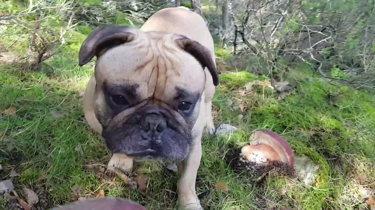 Brote increible de  Pinicolas Madrid🍄🌱 #setas #boletus #mushroom #madrid