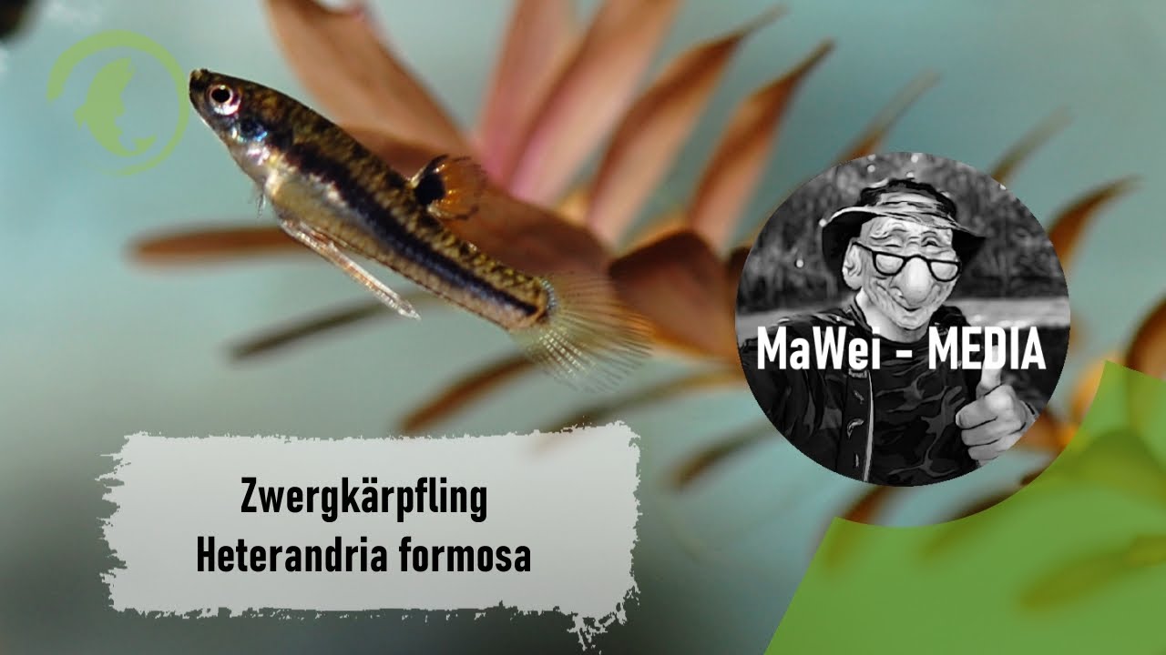 Zwergkärpfling - Heterandria formosa