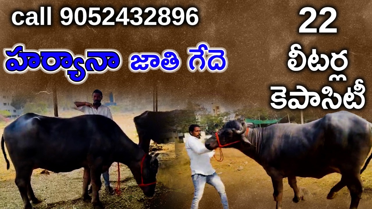 హర్యానా గేదె 22 లీటర్ల కెపాసిటీ | Harayana  Buffallo 22  litres capacity call 9052432896