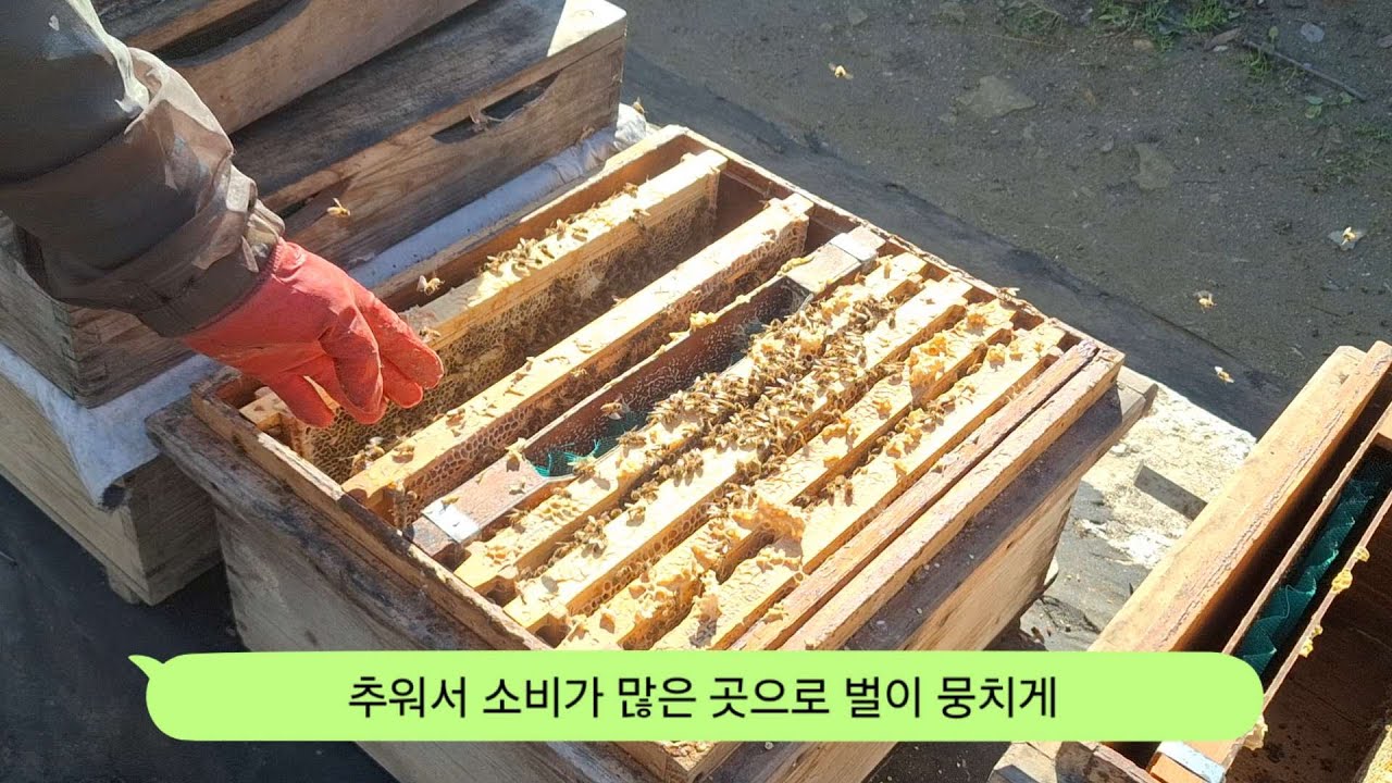 Дневник пчеловода 251128 Капельное опрыскивание щавелевой кислотой, связывание и обработка распло...