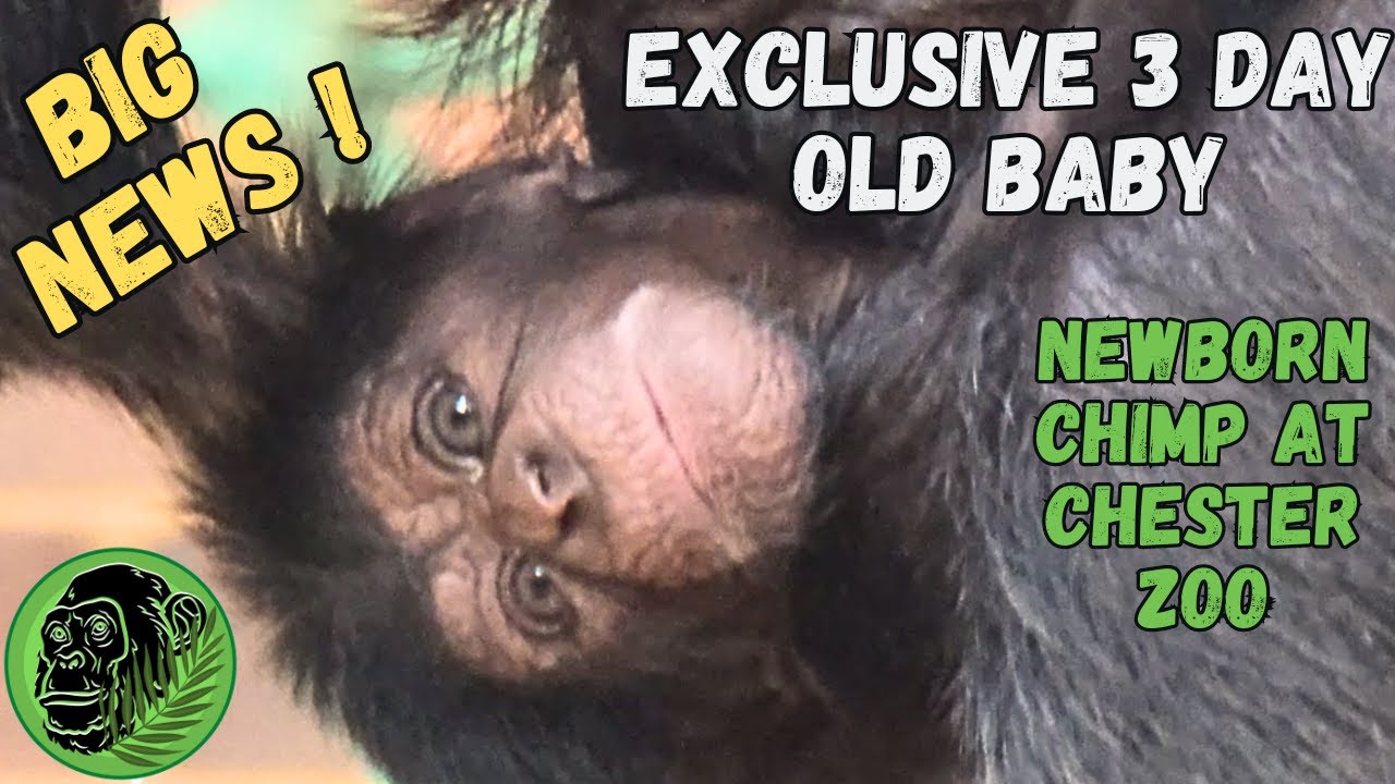 NEWBORN CHIMP !! 3 Day Old Baby Chimpanzee Exclusive Video