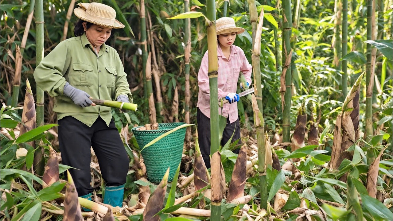 Yen Chi and her mother are harvesting bamboo shoots to make pickled bamboo shoots