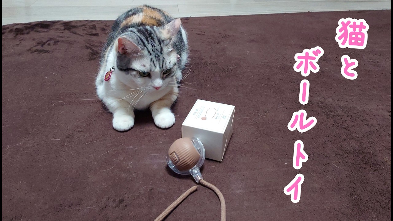 猫とボールトイ｜びびちゃんねる #cat #猫 #ねこのいる生活 #猫動画 #猫と遊ぶ
