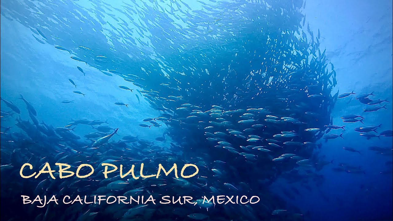 Scuba Diving Cabo Pulmo, Baja California Sur, Mexico