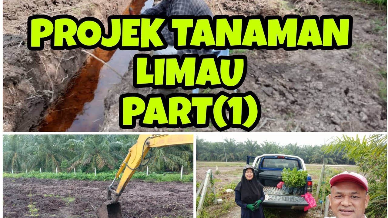 PROJEK TANAMAN LIMAU KASTURI DAN LIMAU NIPIS
