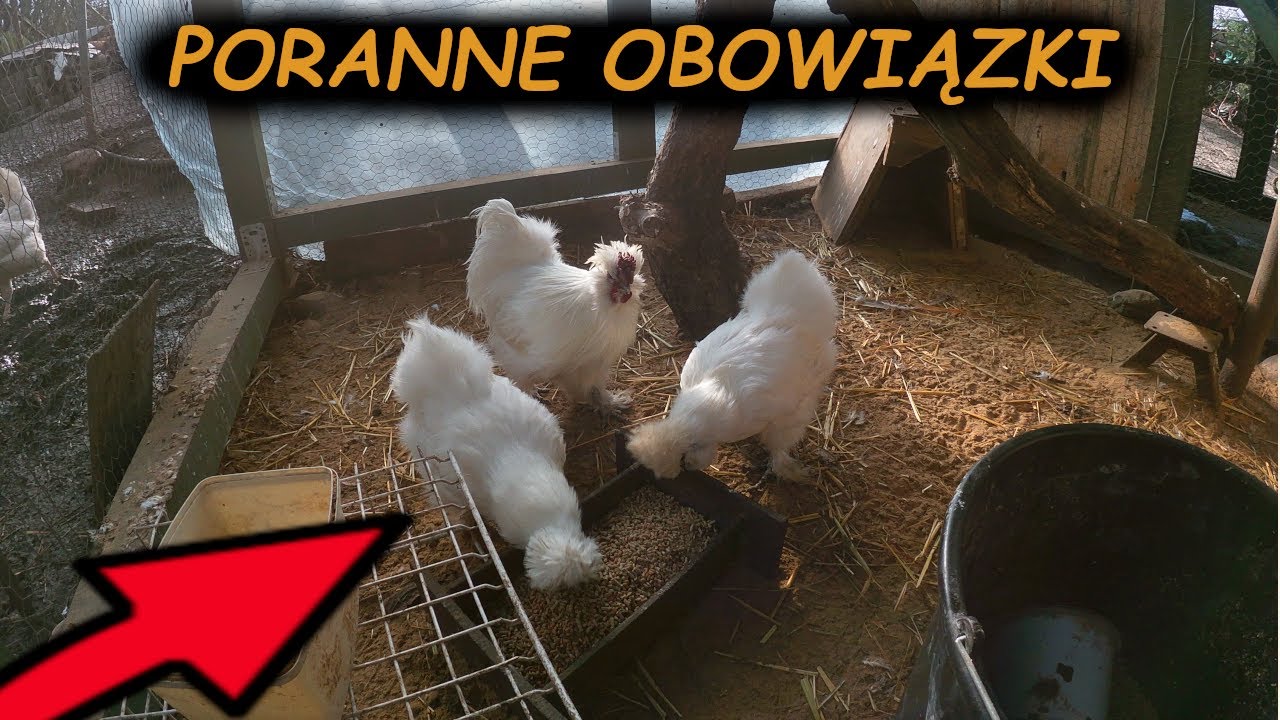 MIKSTURA NA KATAR 😅 PORANNE OBOWIĄZKI