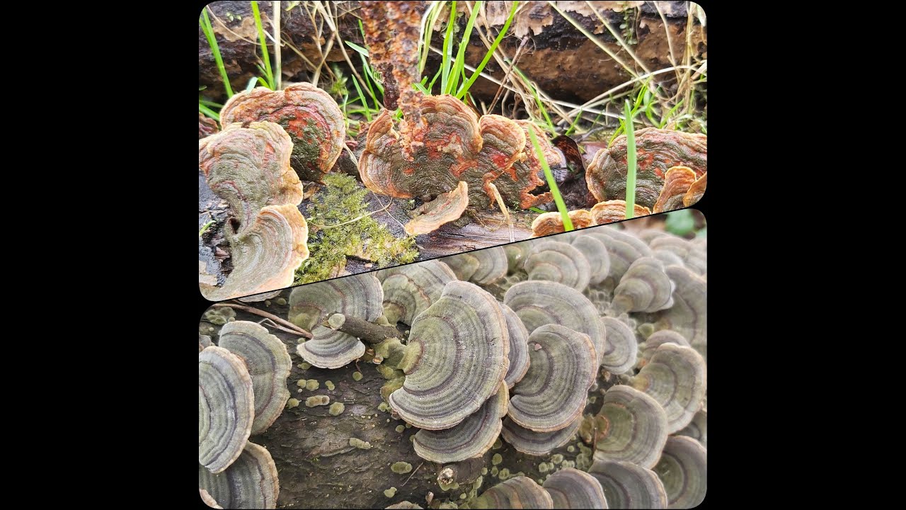 Skórnik aksamitny (Stereum subtomentosum) i Wrośniak różnobarwny (Trametes versicolor) - porównanie