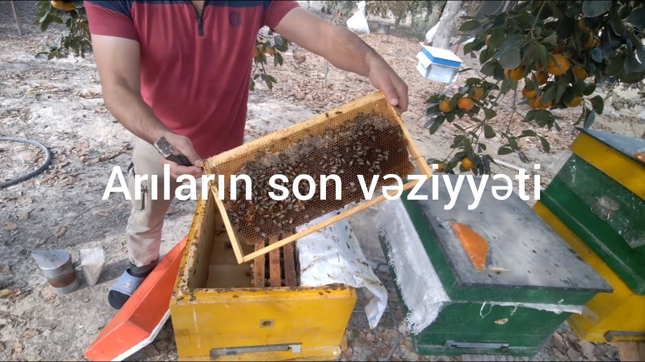 Arıların son vəziyyəti . orta gücdə və zəyif kalonilər .