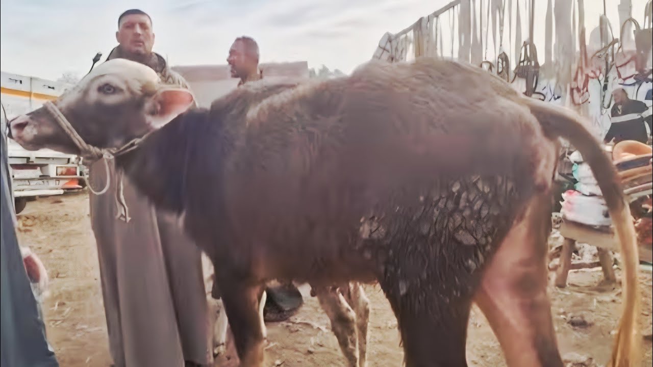 مضحوك عليه وفهموه  إن فيه رقود وهو يا الدفع ياالحبس بيبيعها برخص التراب علشان يسدد البنك هايحجز عليه