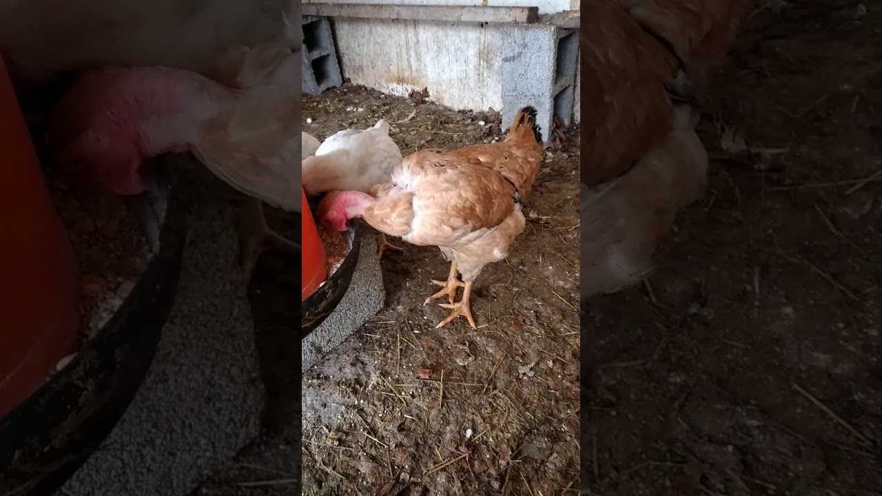 la gallina collo nudo
