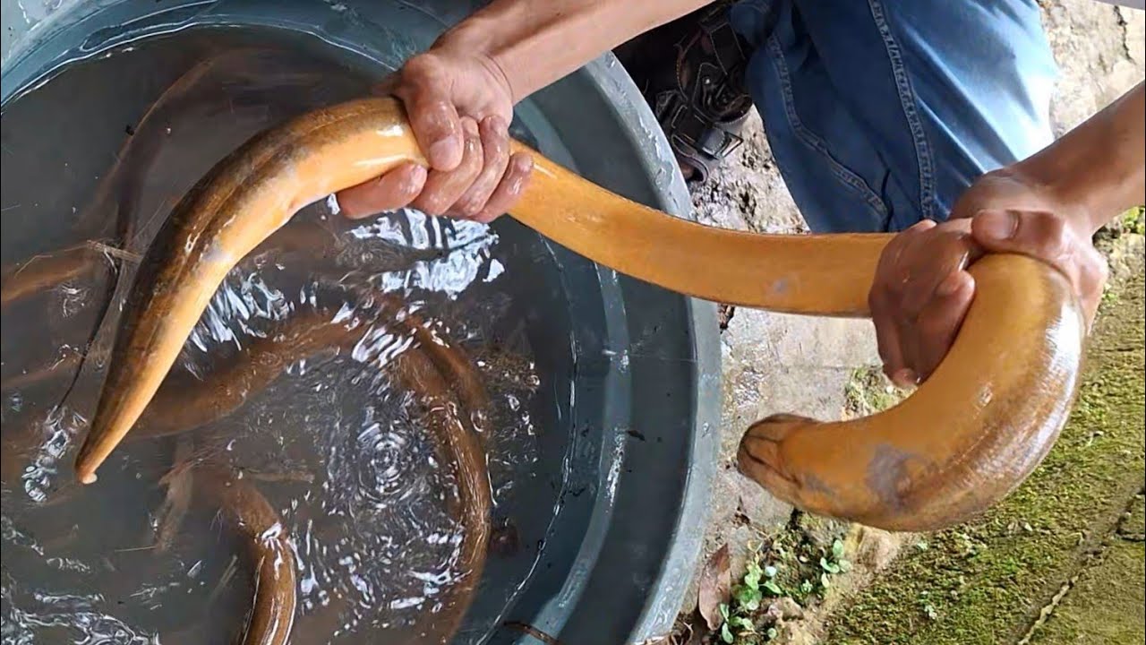 Rekor Baru, Belut Babon 1,4 Kg Terangkat