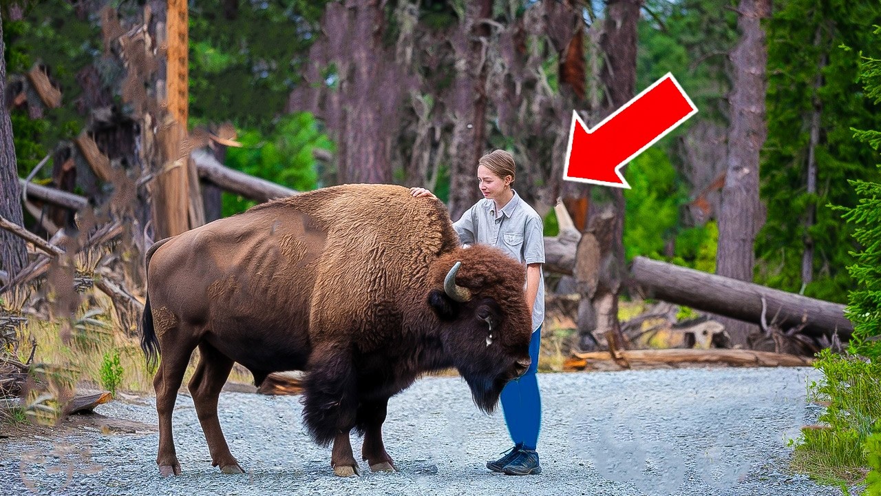 Bison Tries To Get Attention From Jogger – When She Realizes Why, She Decides To Follow Him!