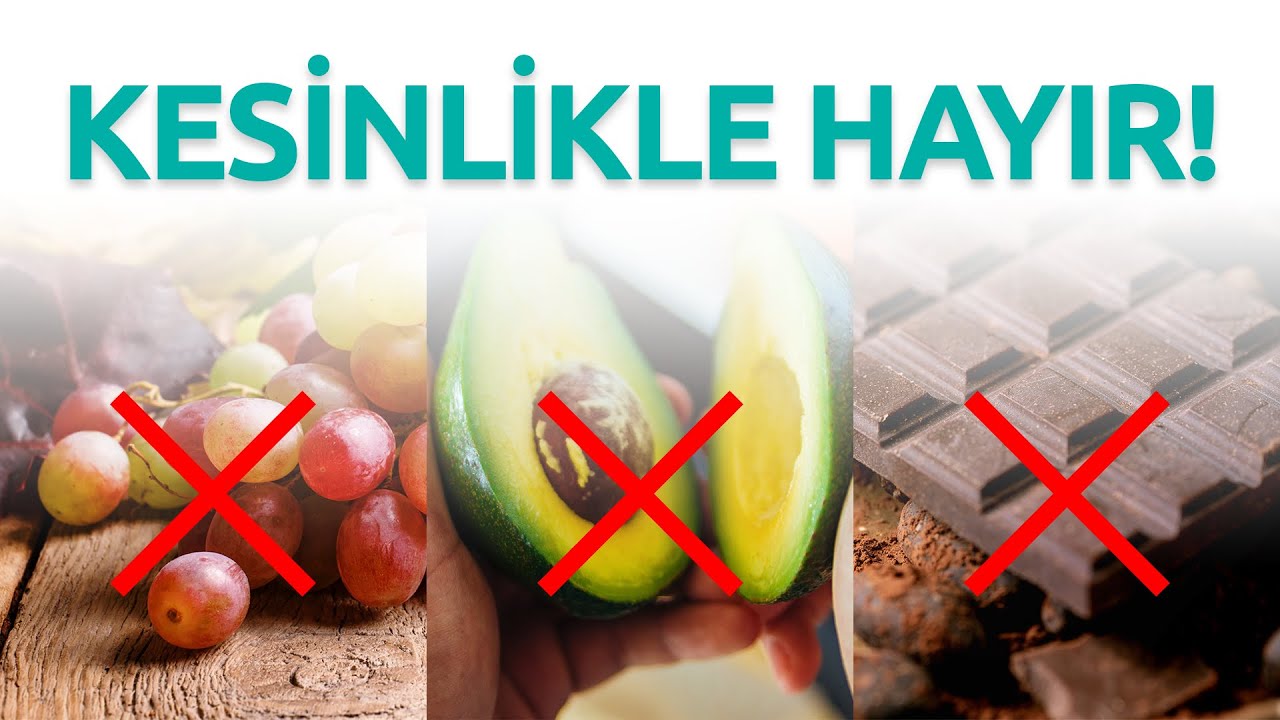 Köpeklerinize bu besinleri kesinlikle yedirmeyin! Uzman Vet. Hekim Akın Kiremitçi