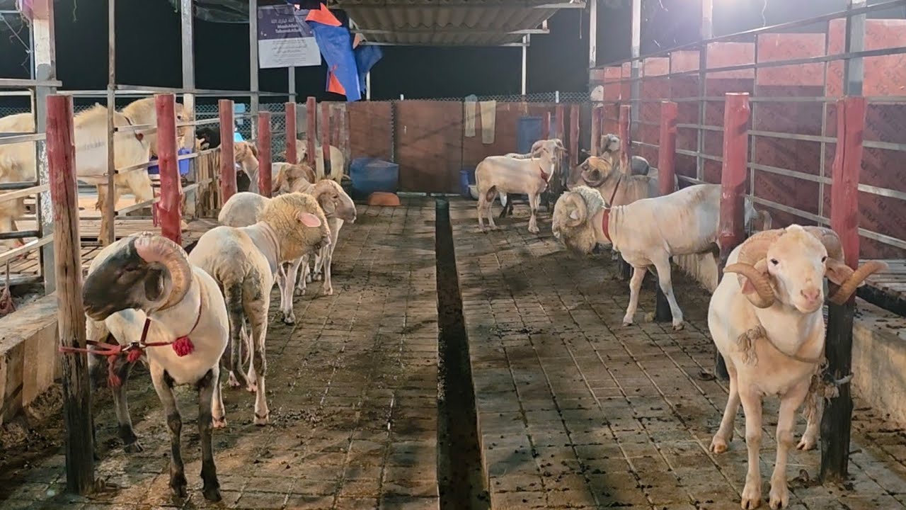 Introduction And Full Tour Of Antiq Goat Farm Padgha Bhiwandi | Shandaar Feeding System For Goats.