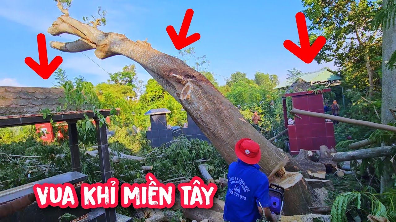 Gây cấn và cực kì nguy hiểm khi Vua Khỉ cưa hạ gốc Cây Điệp Nhớt bên dưới toàn là Mồ Mã (Phần cuối).