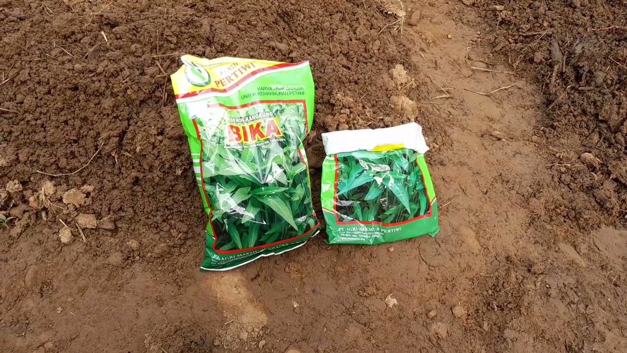 Bedeng  baru langsung ditanam sayur Kangkung darat