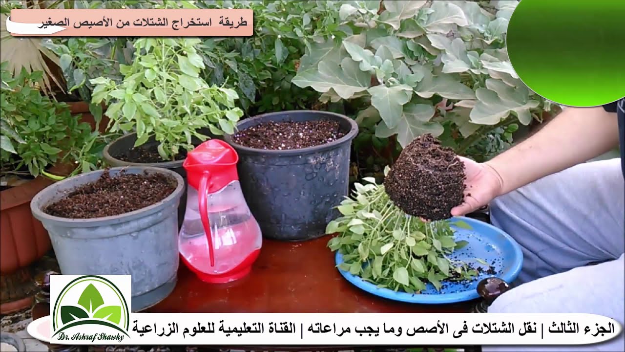 (93) زراعة الريحان (الحبق) في الأصص بالتفصيل | سواء للزينة او للأكل | الزراعة المنزلية بلكونة