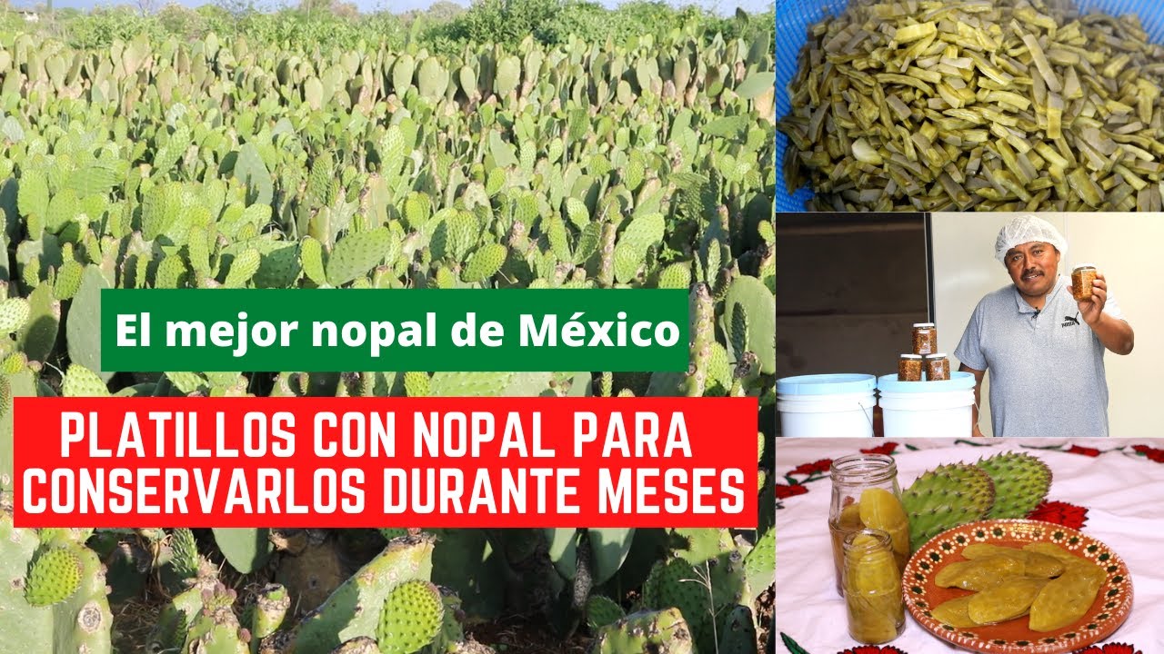 NOPALES EN SALMUERA Y EN MERMELADA