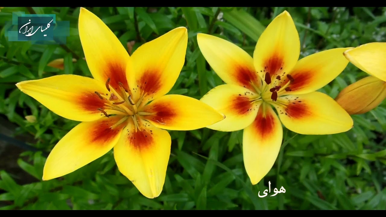 سرود پیروزی : آوای روح