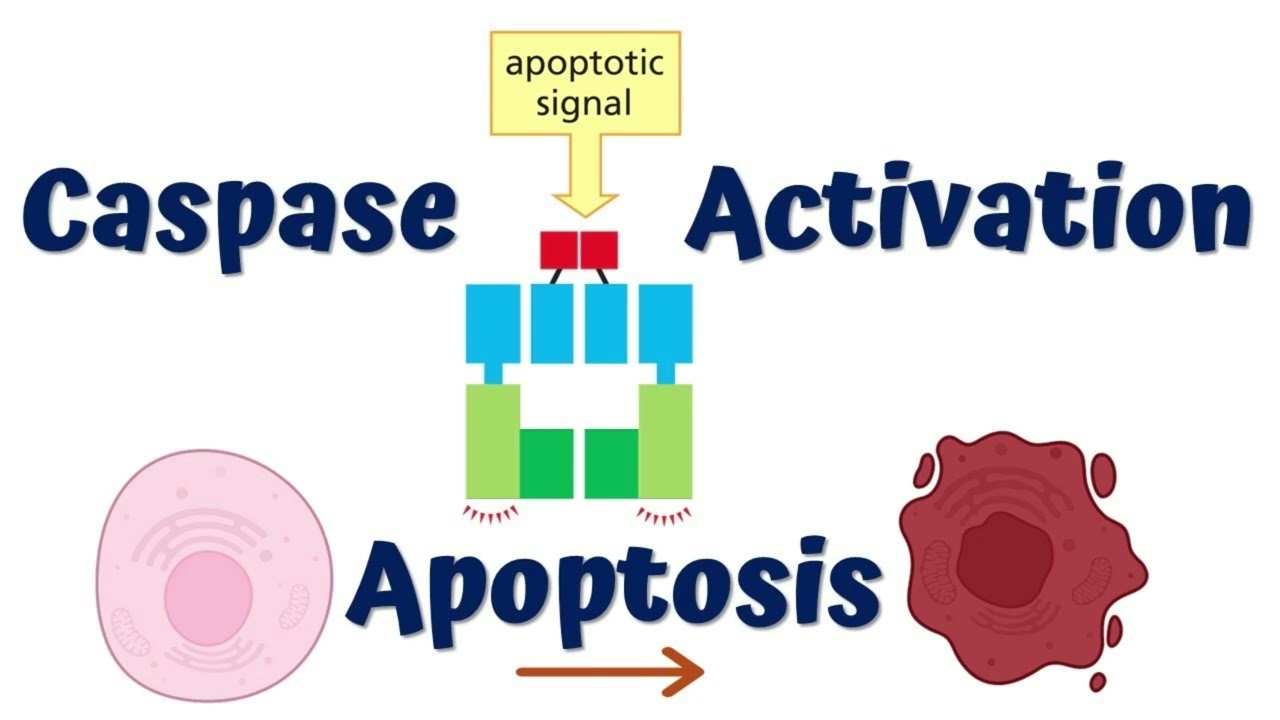 Understanding Apoptosis: The Process of Programmed Cell Death (3 Minutes)
