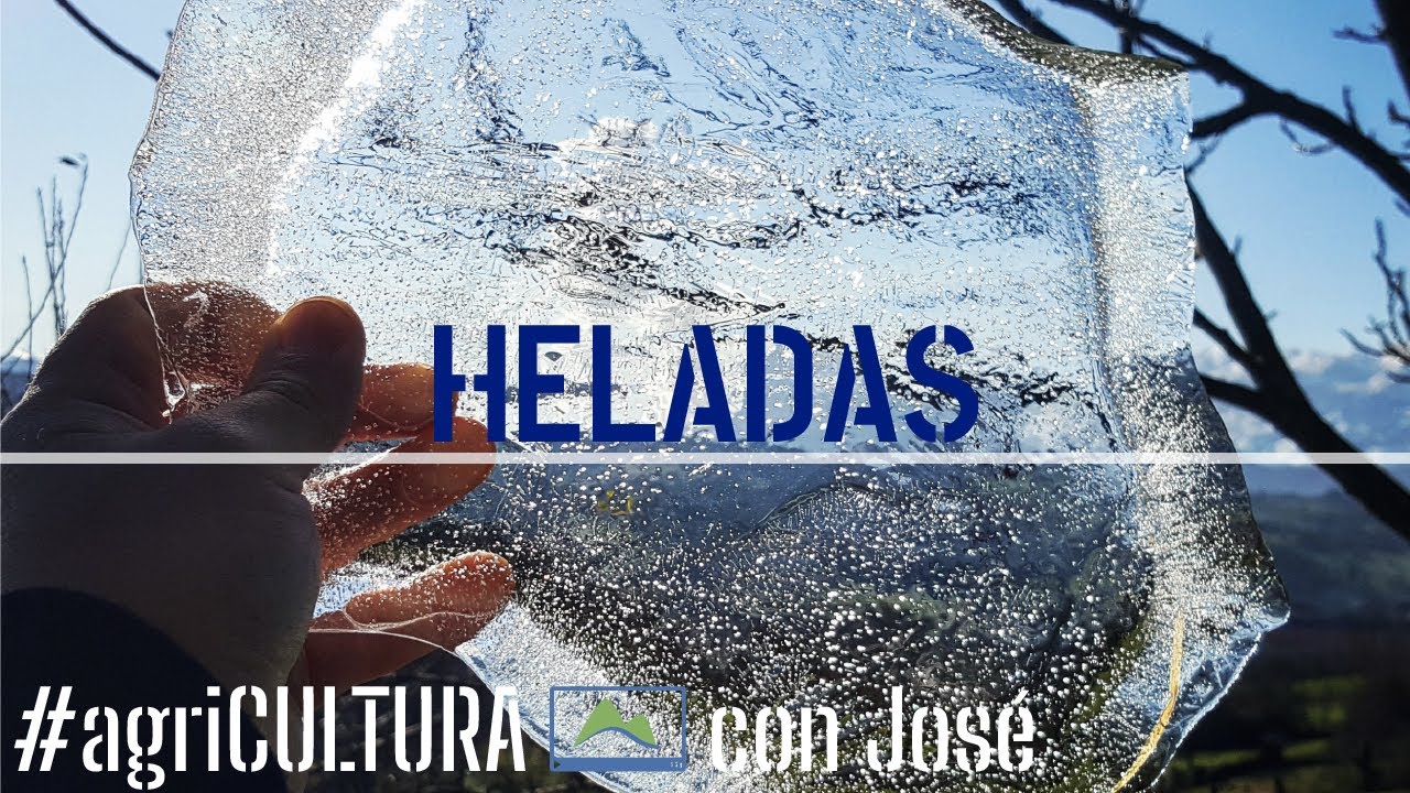 Cómo PROTEGER los cultivos del FRÍO ❄ agriCULTURA #LdN