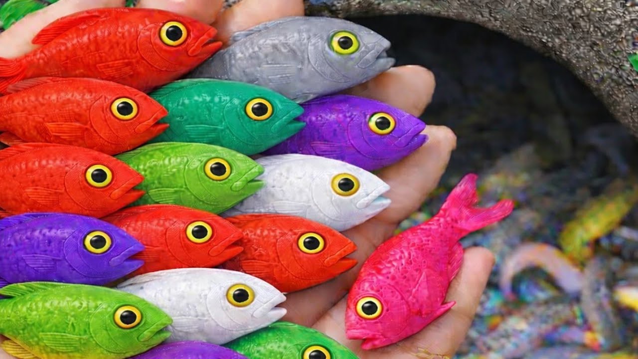 Catch beautiful aquarium fish in small pond pencil fish, goldfish, nemo fish, guppy fish