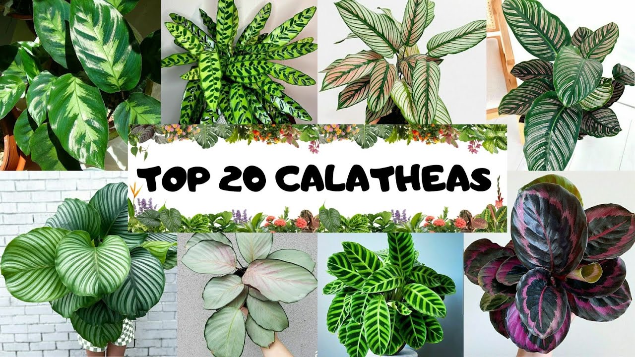 20 VARIEDADES DE CALATHEAS IDENTIFICADAS