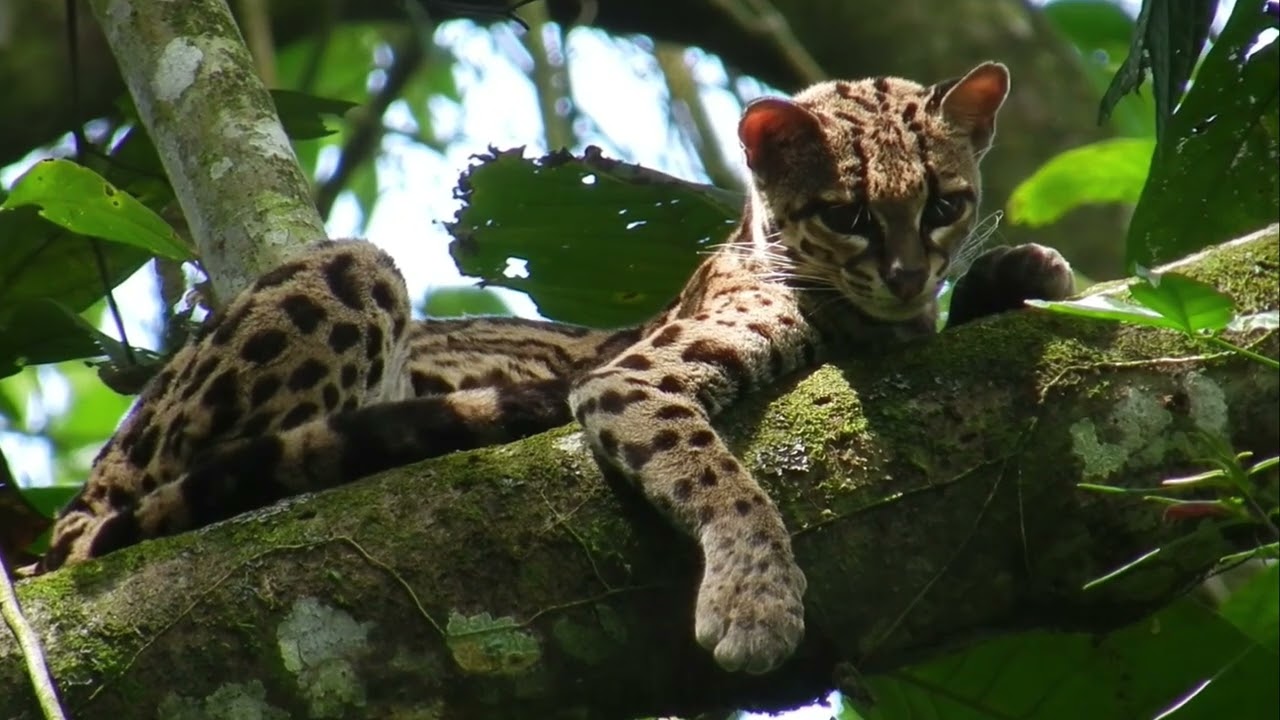 Flora & Fauna of Costa Rica