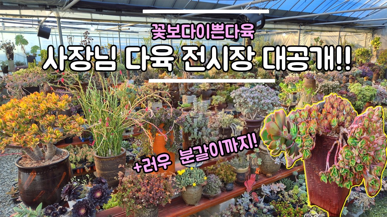 꽃보다이쁜다육 농장 겸 사장님 다육 전시장 대공개!! (+러우 분갈이까지!)