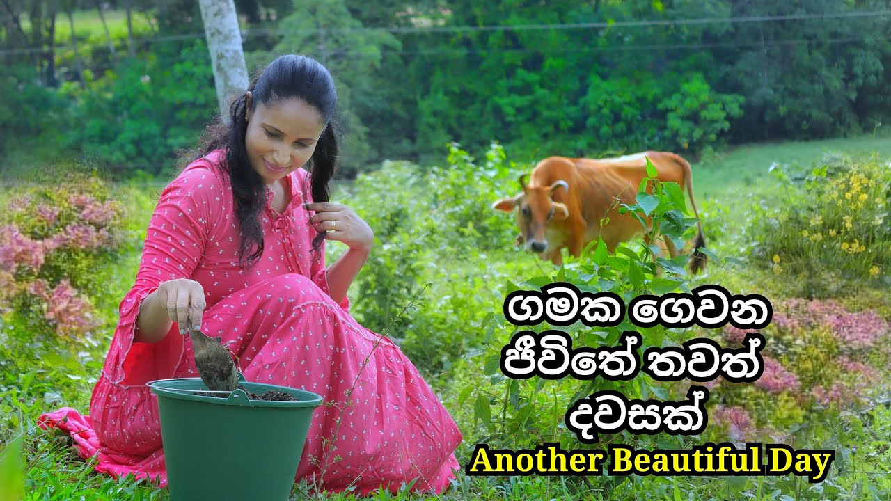 ගමක ගෙවන ජීවිතයේ දවසක් | A day in my village | Cooking Healthy meals , gardening and lifestyle