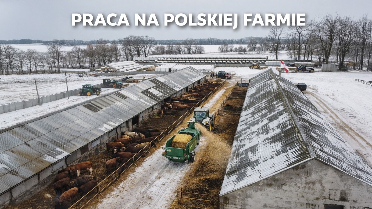 DUŻA FARMA Z BYDŁEM OD KUCHNI - CODZIENNA ROBOTA, SPRZĘT I REALIA PRACY