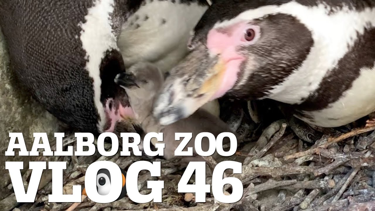 Se de nuttede pingvinunger! 🐧  | Chimpanserne &aelig;der hest 🙊🐴 | Aalborg Zoo VLOG 46 - 1. del