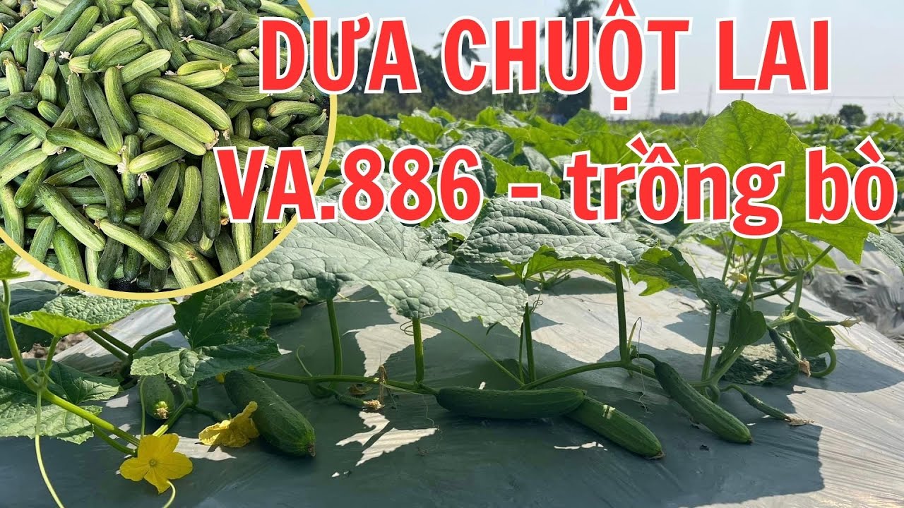 Mô hình trồng 