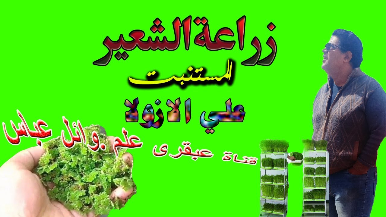 الثورة الزراعية : زراعة الشعير المستنبت على الأزولا لإنتاج علف متكامل بفوائد مدهشة !.قناة عبقرى علم