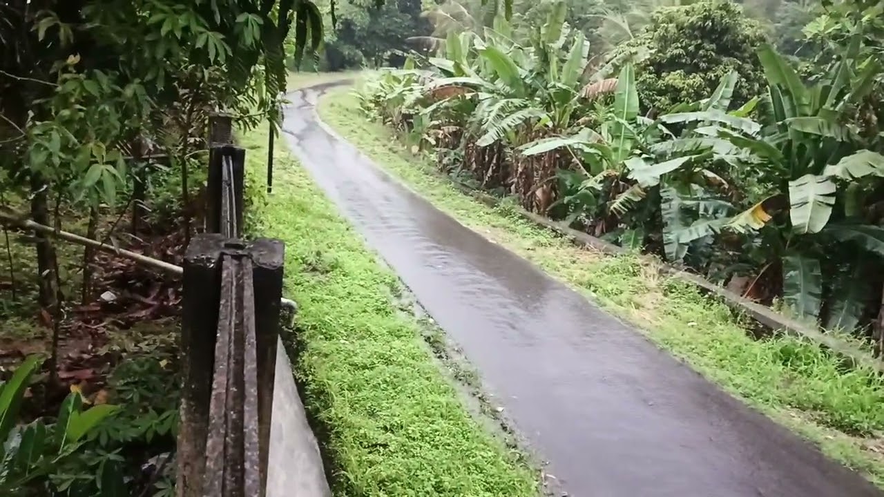 Hujan-hujan ngecek kebon dan selokan #hujan #kebunsampingrumah #selokankecil 