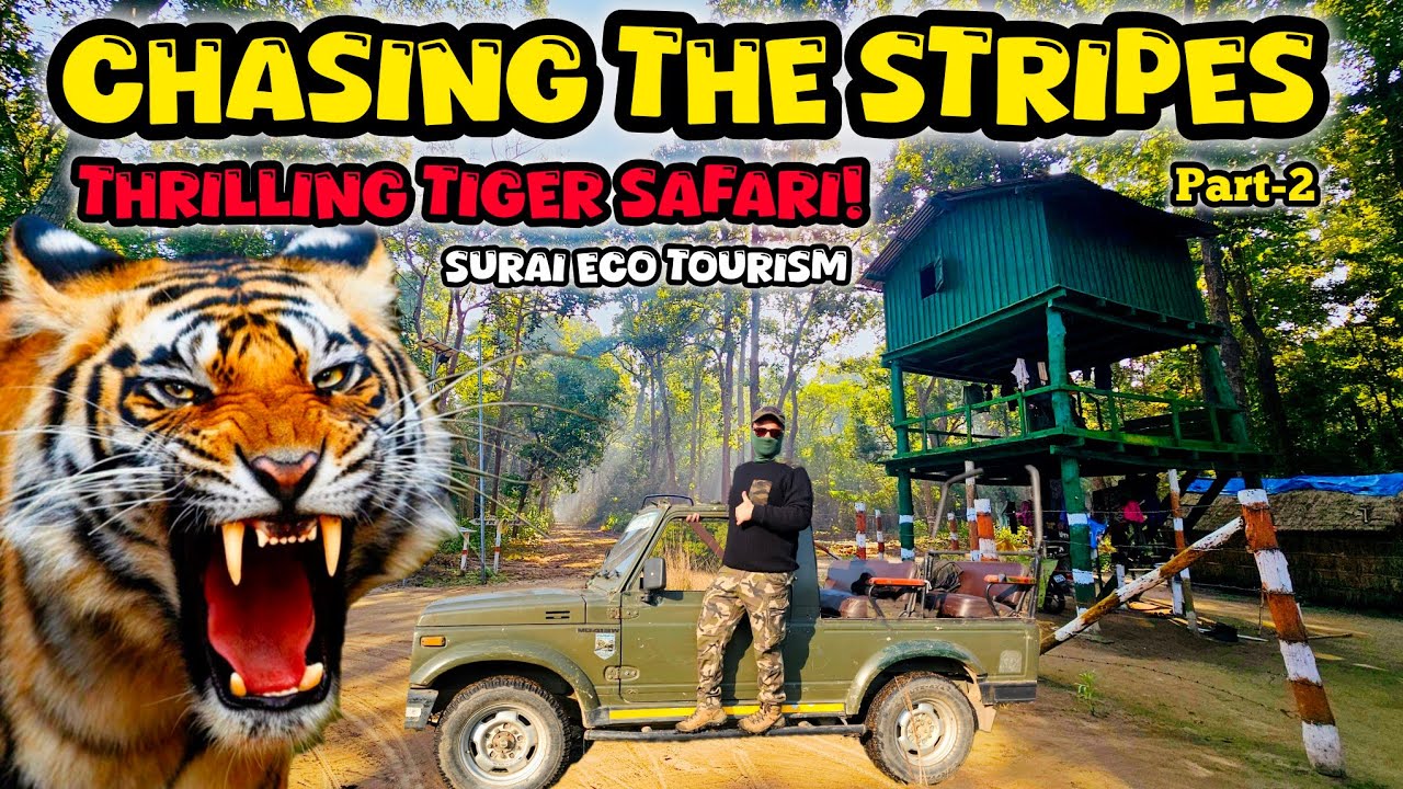 Tiger Tracking in the Wild | Surai Eco Tourism | Surai Forest Rest House | Jungle Safari Khatima