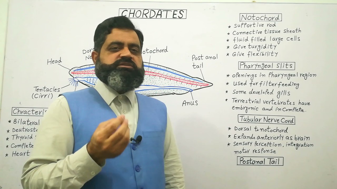 Chordates Urdu /Hindi medium @prof.masoodfuzail| Phylum Chordata | Structure of Chordates