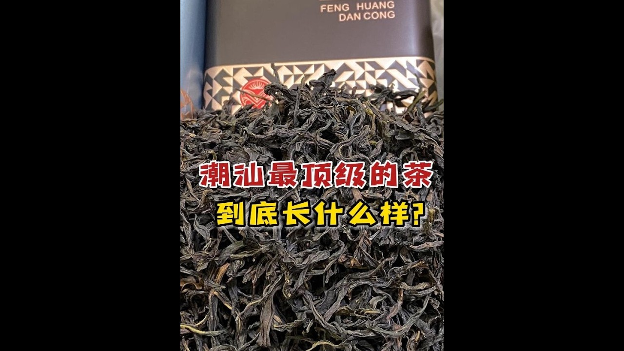潮汕最顶级的茶长什么样？茶老板拿出3款千元茶，给大家涨涨知识#茶叶 #喝茶 #顶级 #潮汕 #凤凰单丛茶