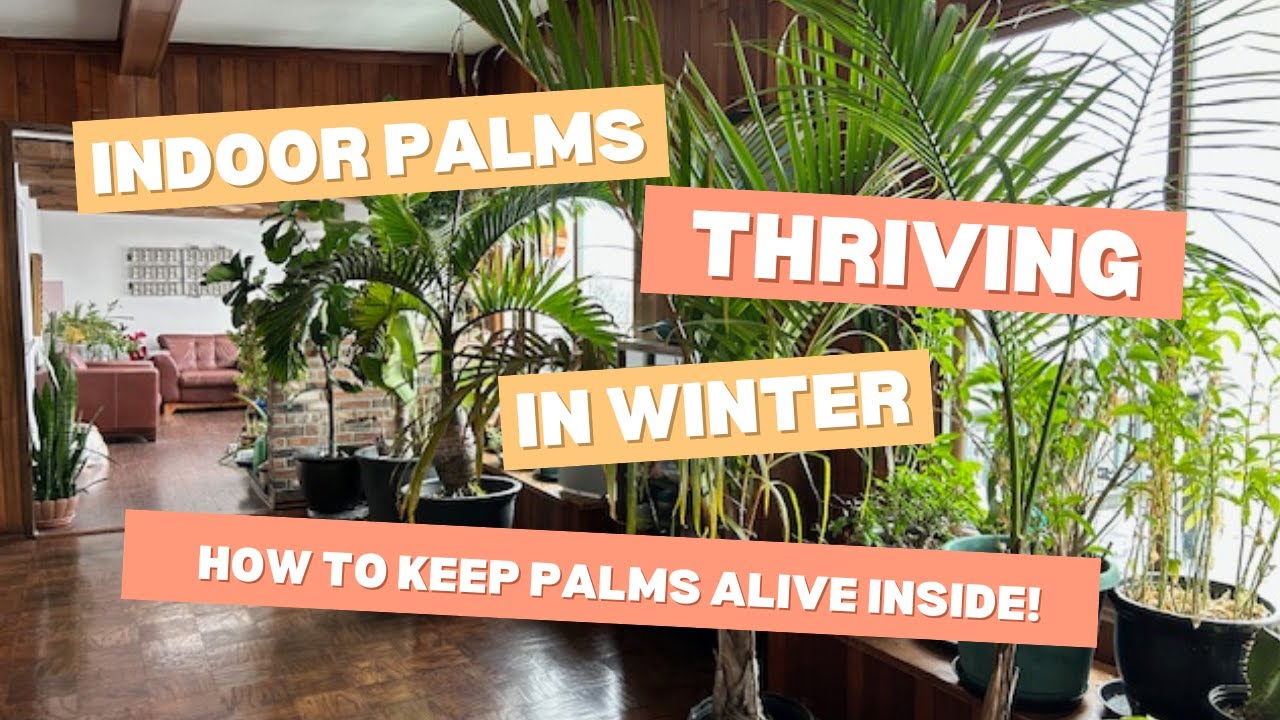 Indoor Palms Thriving In Winter:  How To Keep Palms Alive Inside!