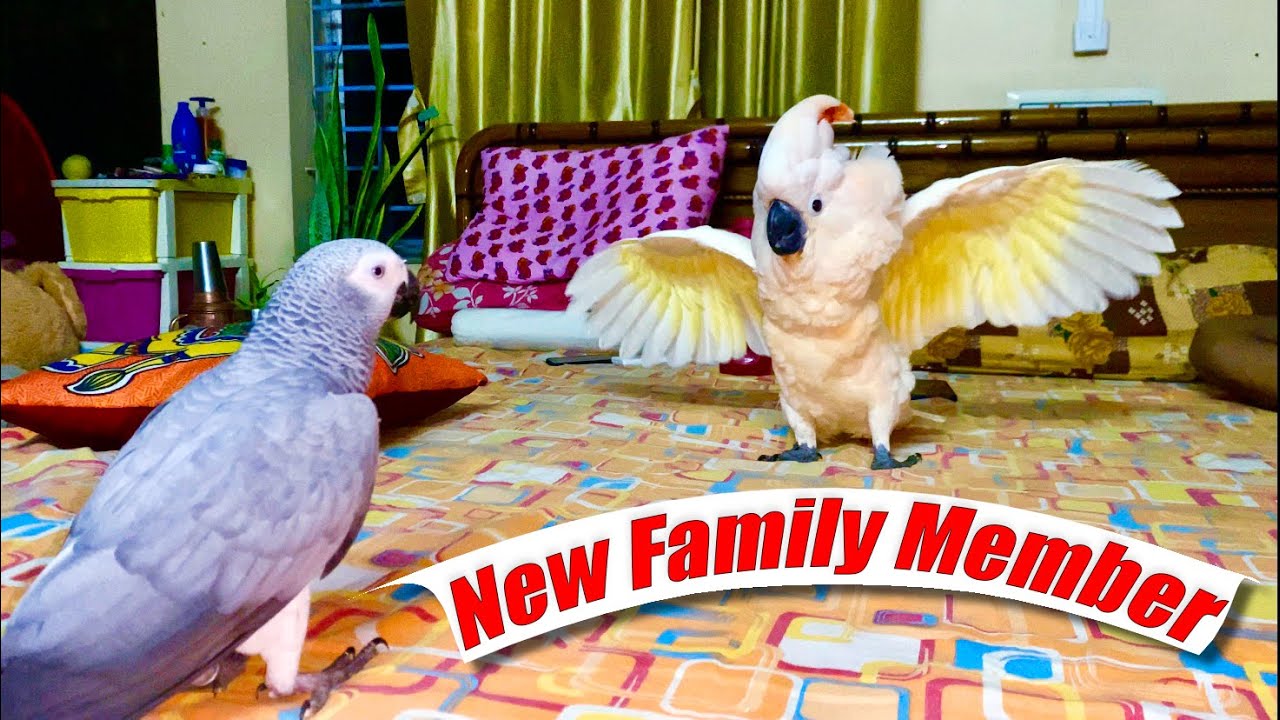 Welcome to Our New Family Member | Moluccan Cockatoo