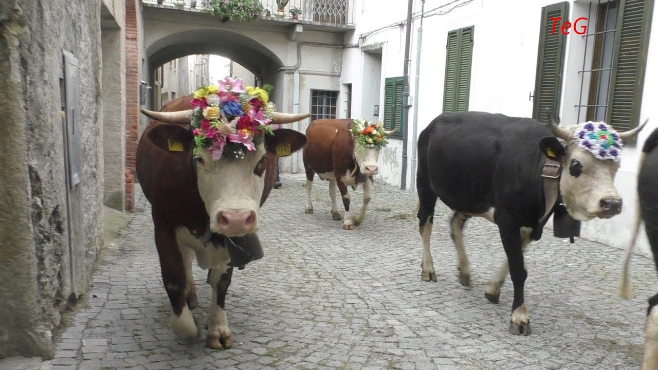 Mucche per le vie di Settimo Vittone - Desnalpà 2019