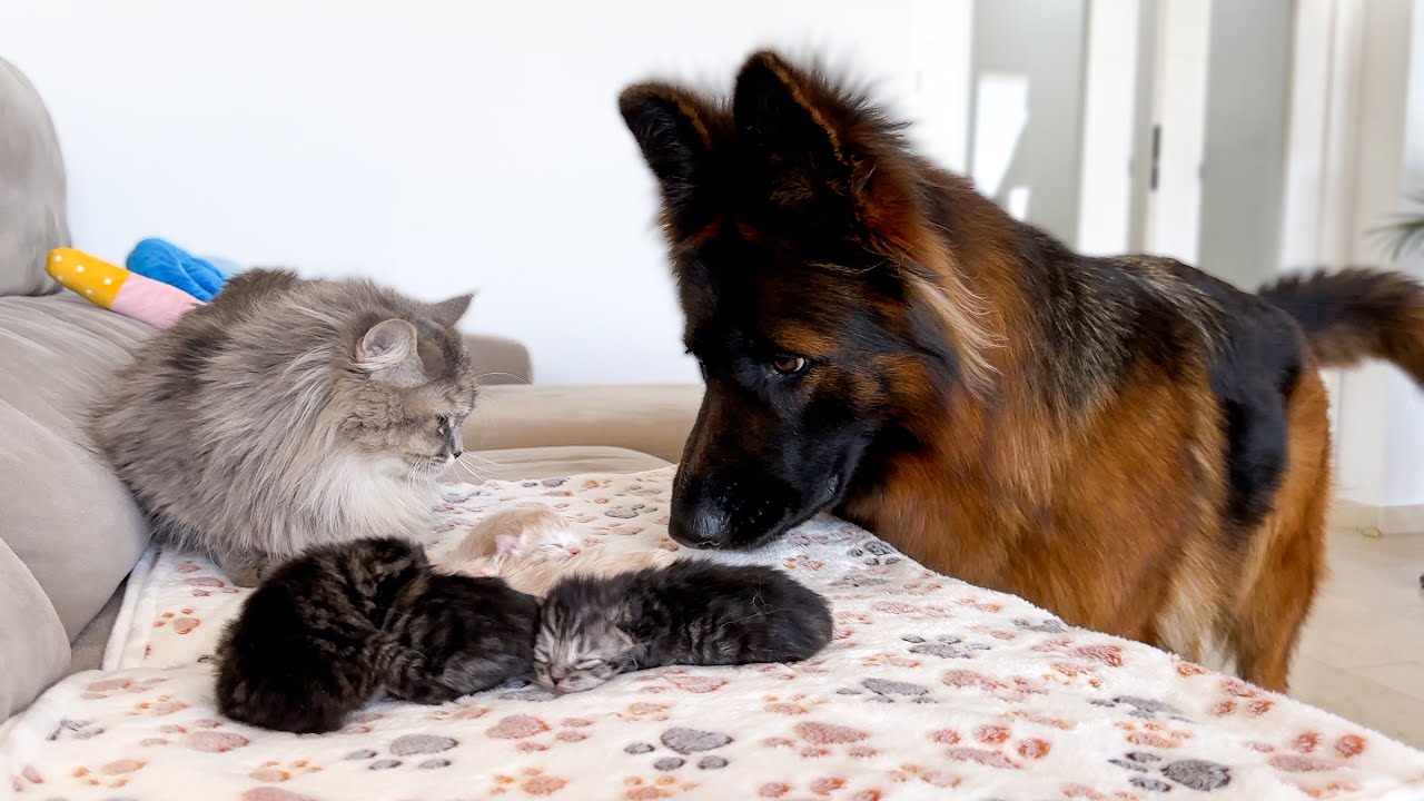 German Shepherd Meets Mom Cat with Newborn Kittens for the First Time