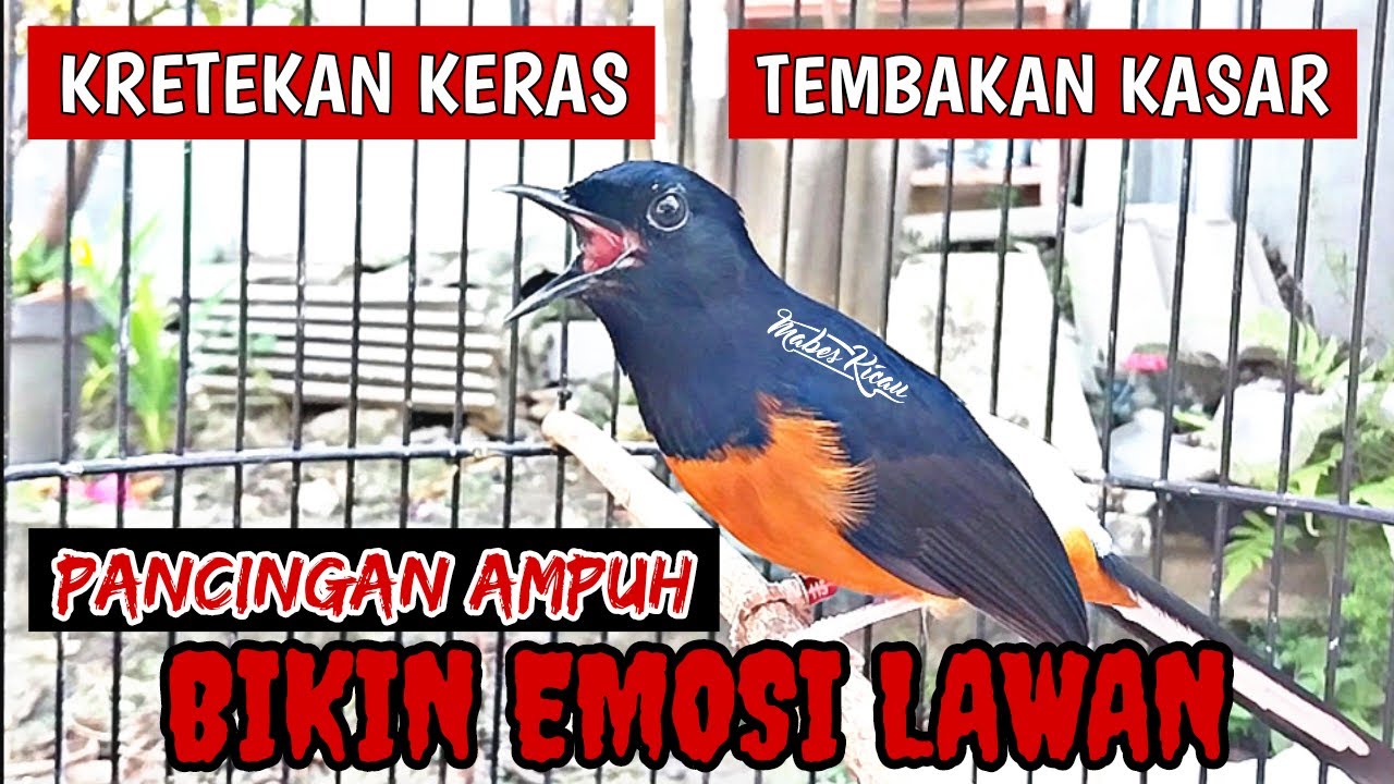 AMPUH‼️ PANCINGAN MURAI BATU GACOR EMOSI BIKIN MURAI BATU APAPUN LANGSUNG NYAUT BUNYI DAN EMOSI