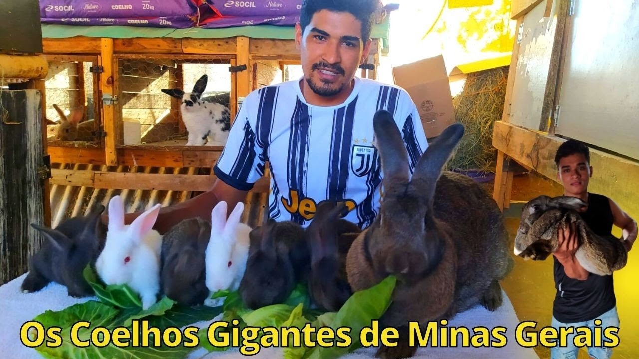 Criação de Coelhos Gigantes de Minas Gerais