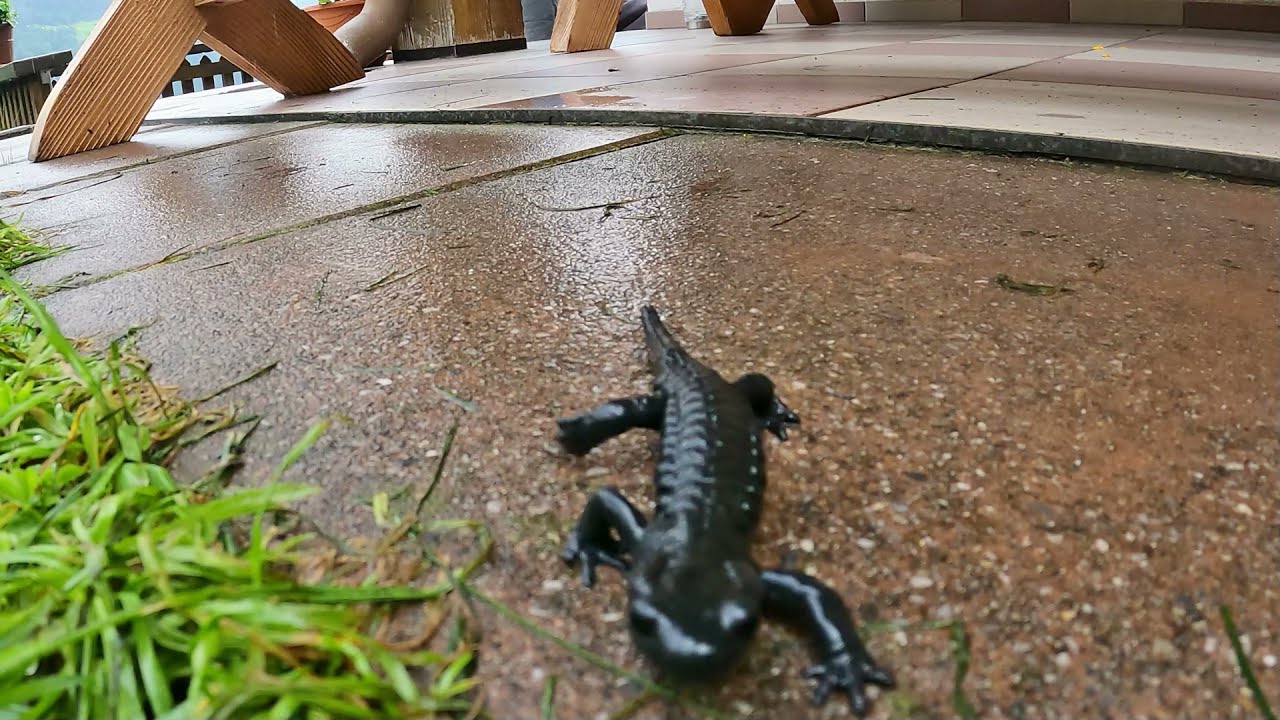 ALPENSALAMANDER 