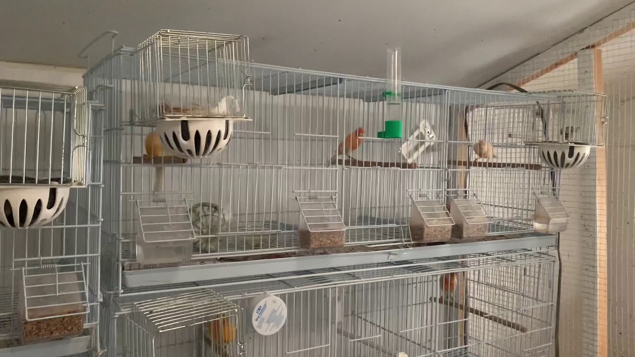Canary breeding 2021